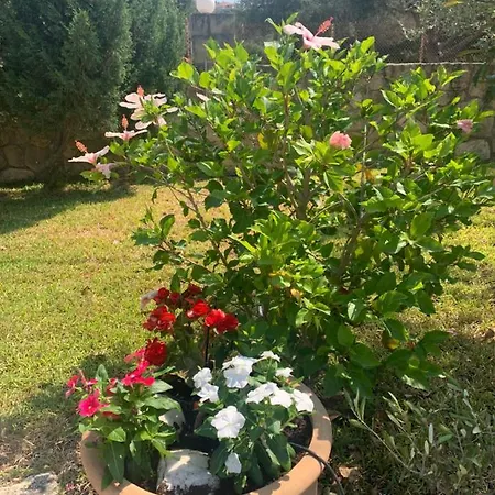 וילה Sorina Kefalonia